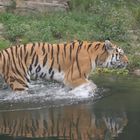 Tiger im Wasser