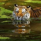 Tiger im Wasser