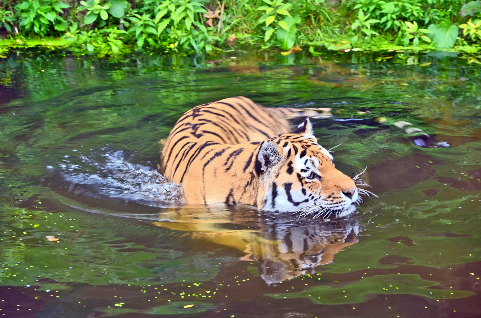 Tiger im Wasser