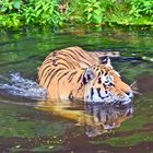 Tiger im Wasser