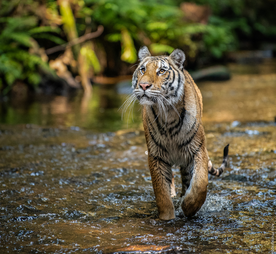 Tiger im Wasser