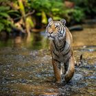 Tiger im Wasser