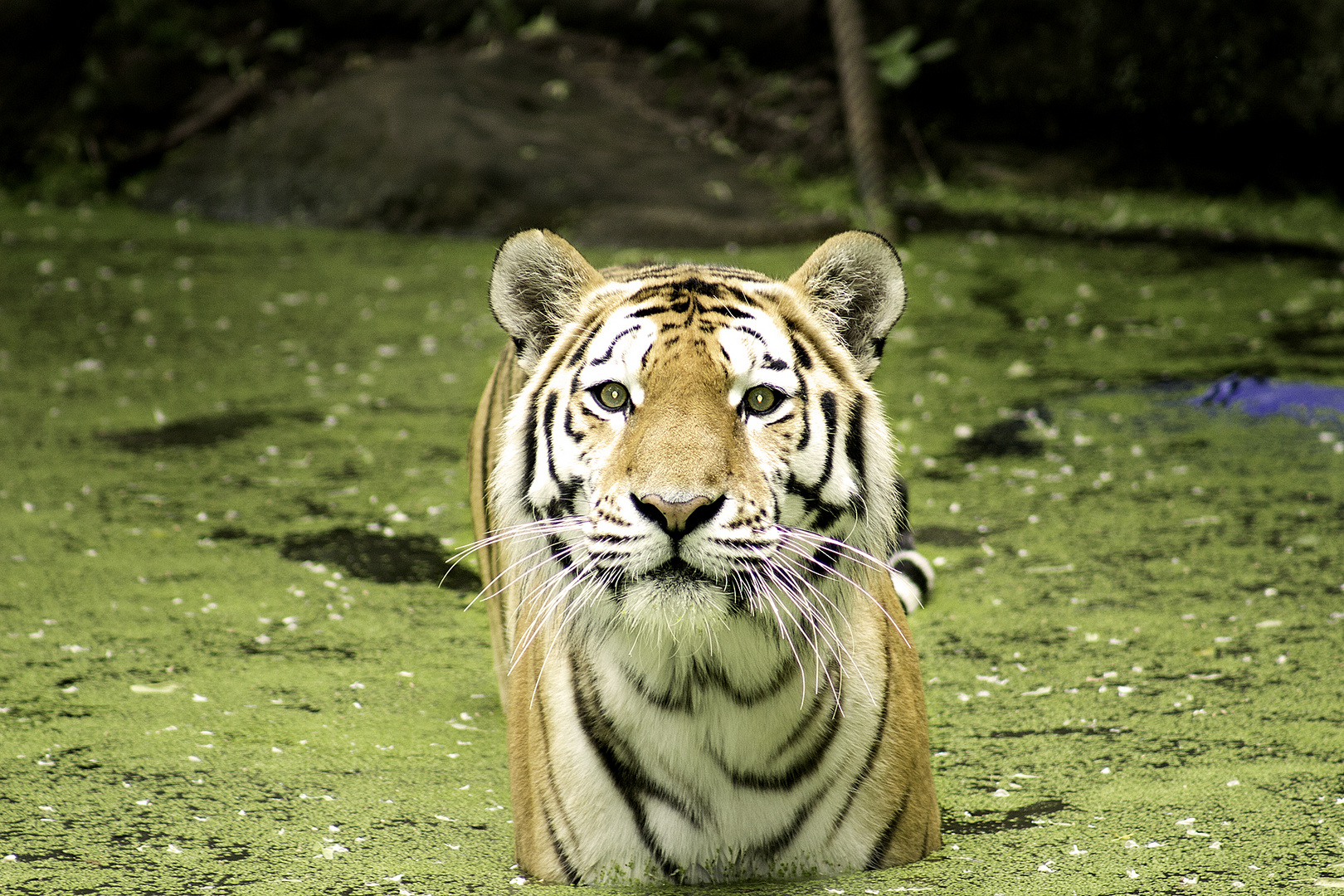 Tiger im Wasser