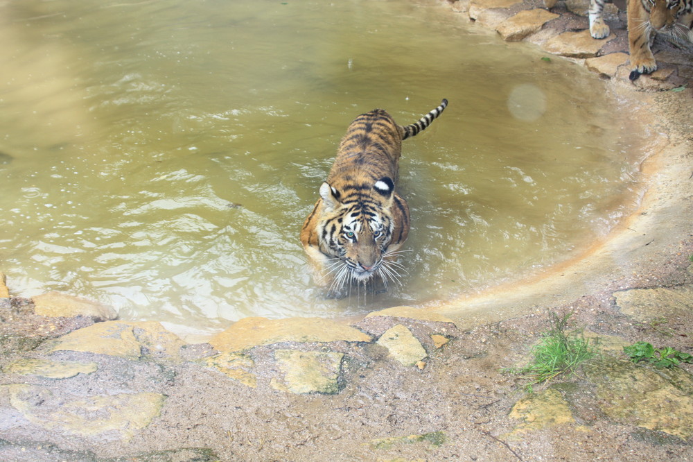 Tiger im Wasser, Amneville Zoo, Frankreich