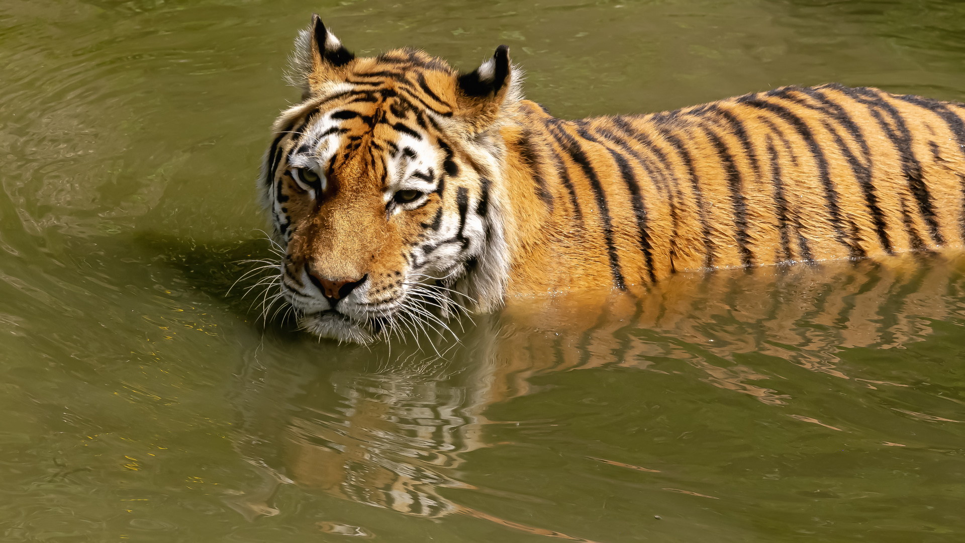 Tiger im Wasser