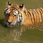 Tiger im Wasser