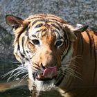 Tiger im Wasser