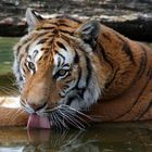 Tiger im Wasser