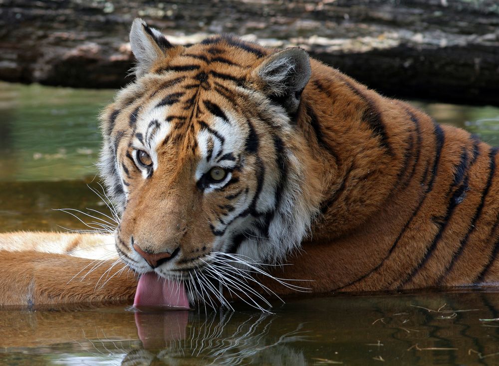 Tiger im Wasser Foto & Bild tiere, tiger, raubtiere Bilder auf