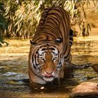 Tiger im Wasser