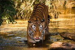 Tiger im Wasser