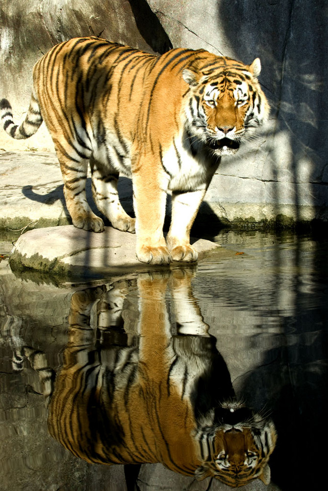 Tiger im Wasser - ein Spiegelbild