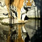 Tiger im Wasser - ein Spiegelbild