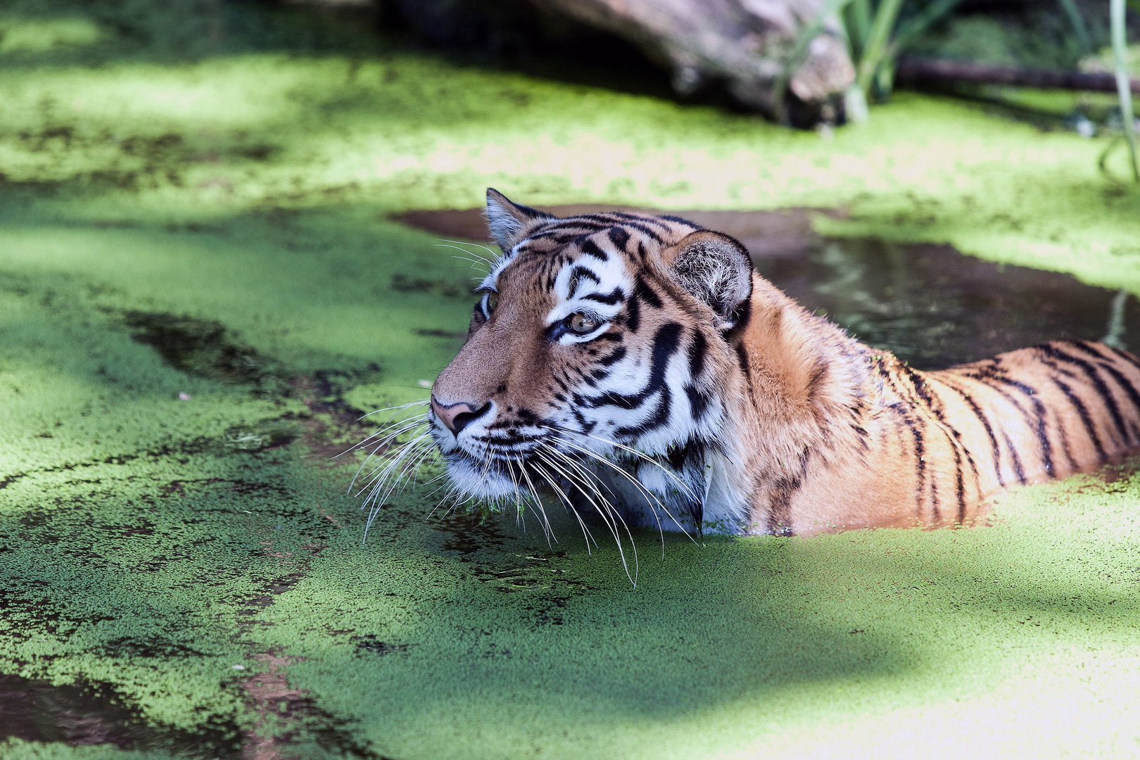 Tiger im Wasser