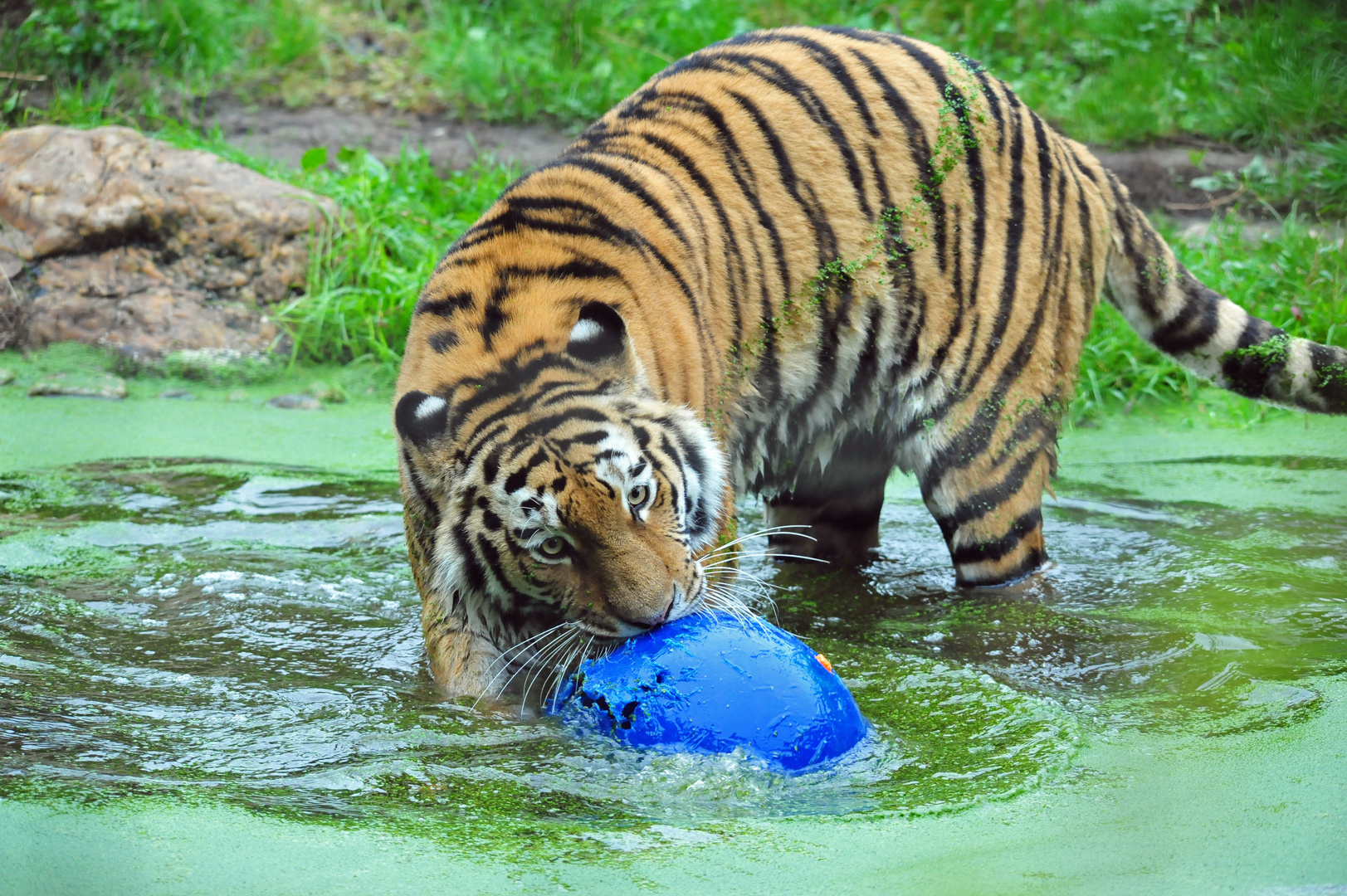 Tiger im Wasser mit Ball