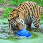 Tiger im Wasser mit Ball