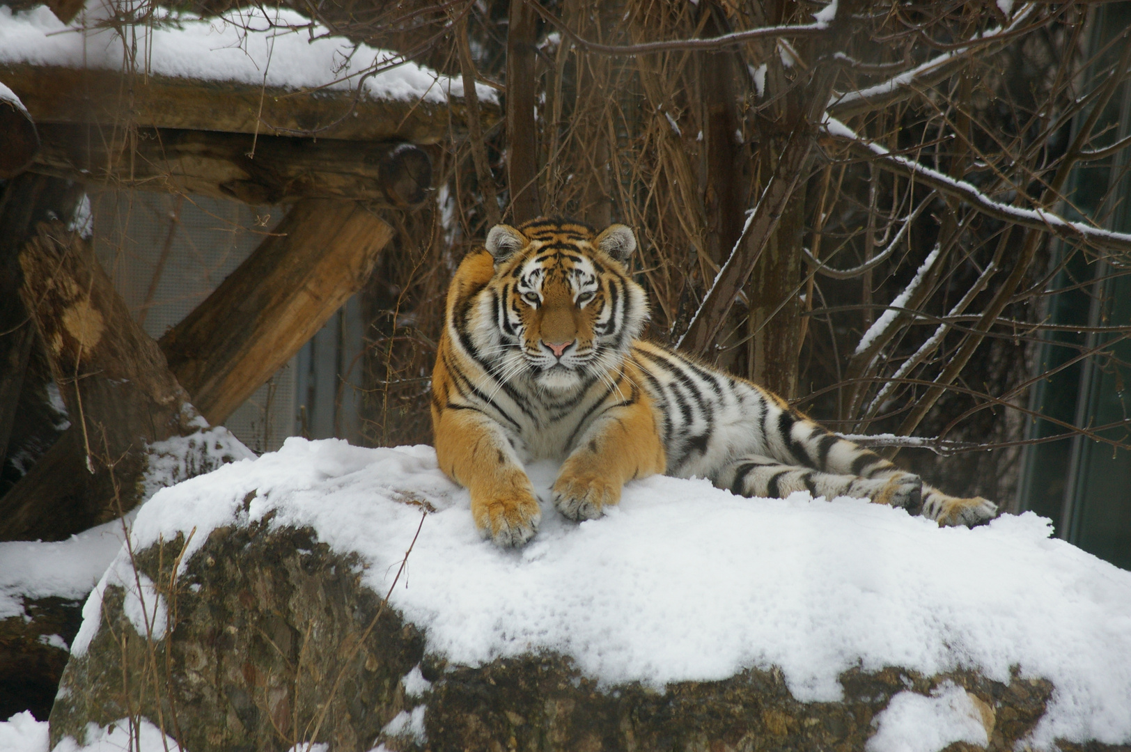 tiger im winter