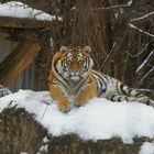 tiger im winter
