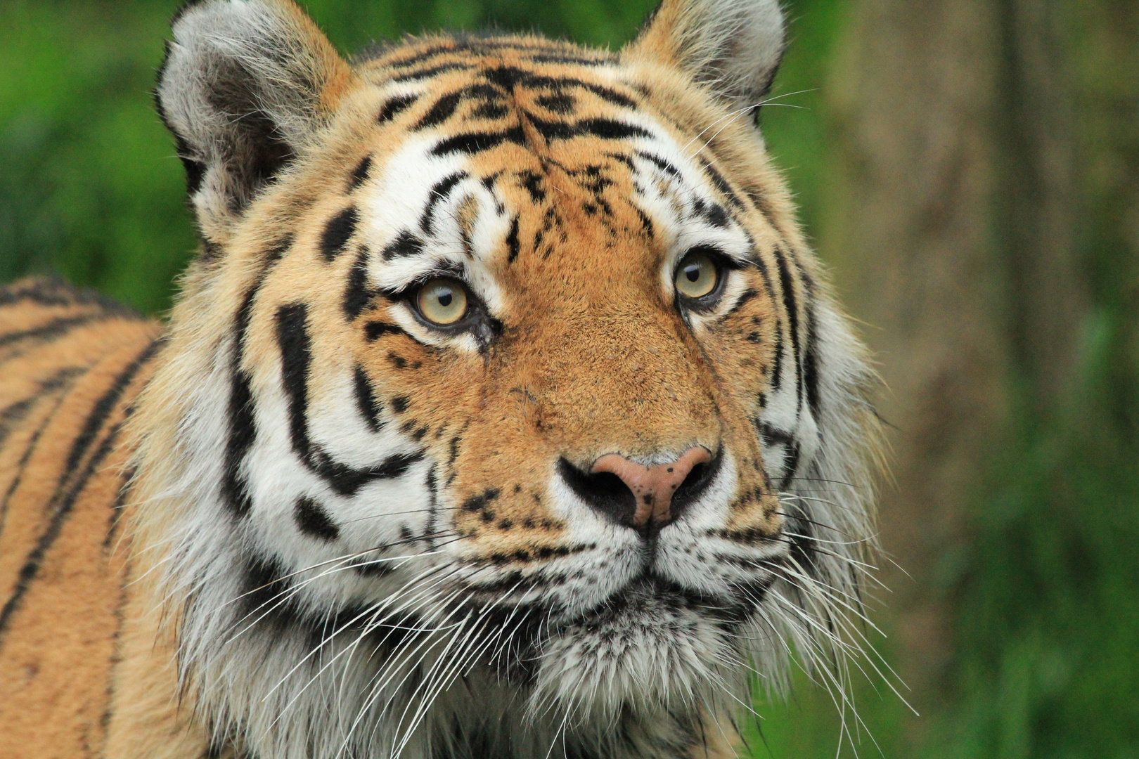 Tiger im Wuppertaler Zoo