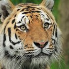 Tiger im Wuppertaler Zoo