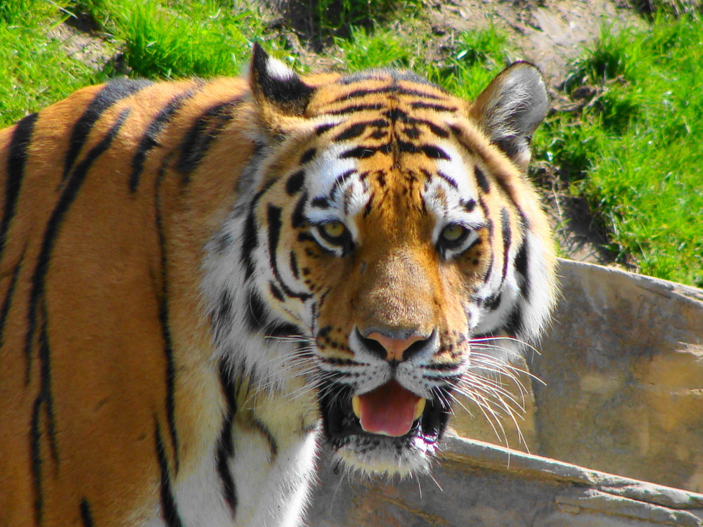 Tiger im Wuppertaler Zoo