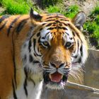 Tiger im Wuppertaler Zoo