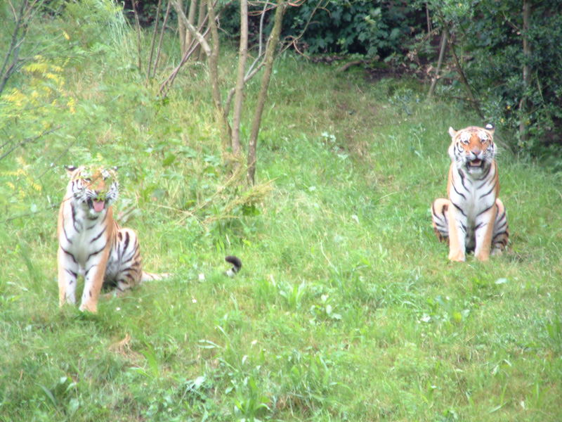 Tiger im Wuppertaler Zoo