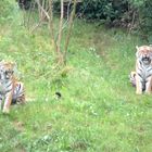 Tiger im Wuppertaler Zoo