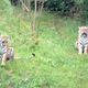 Tiger im Wuppertaler Zoo