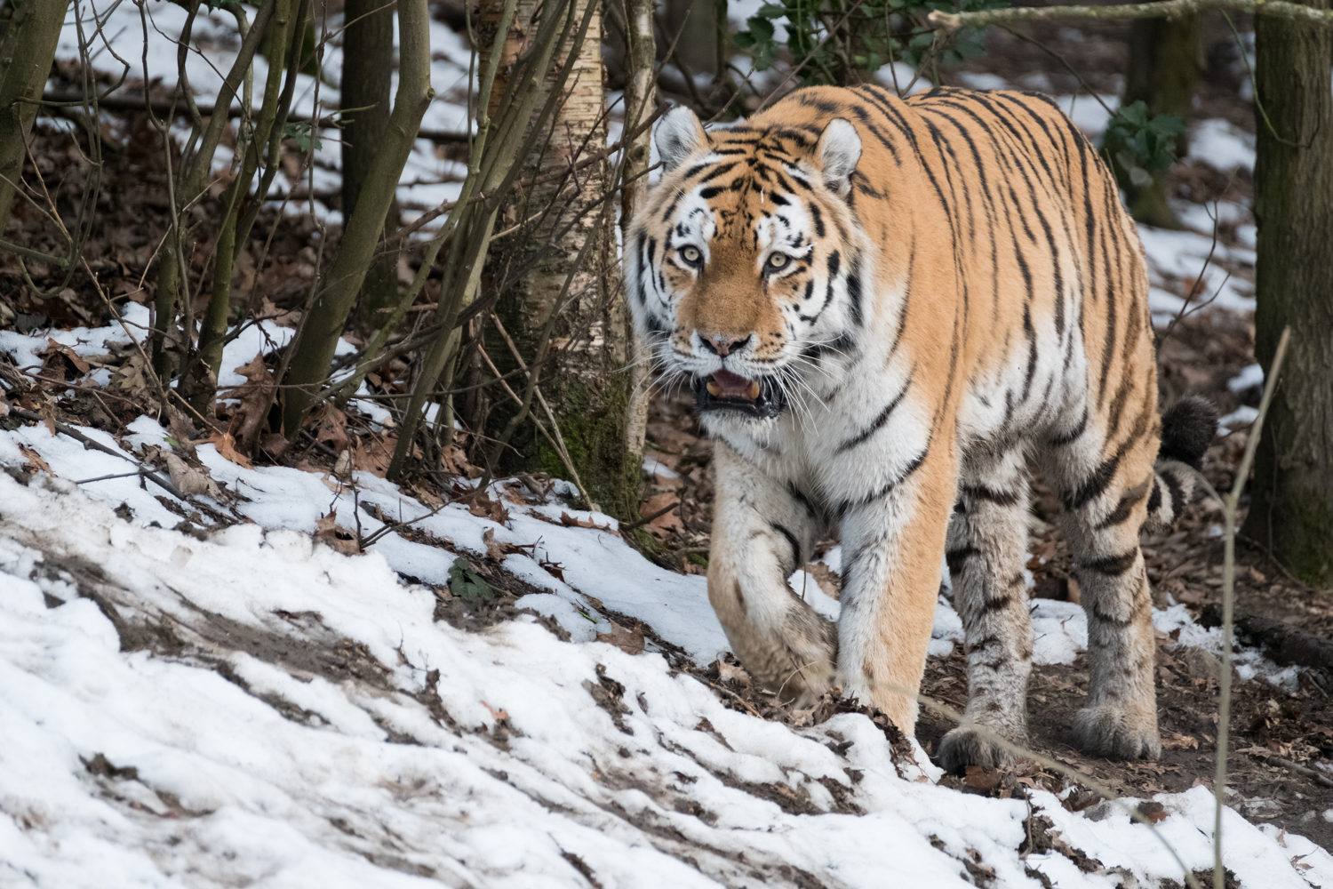 Tiger im Wuppertaler Zoo