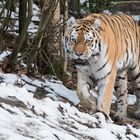 Tiger im Wuppertaler Zoo