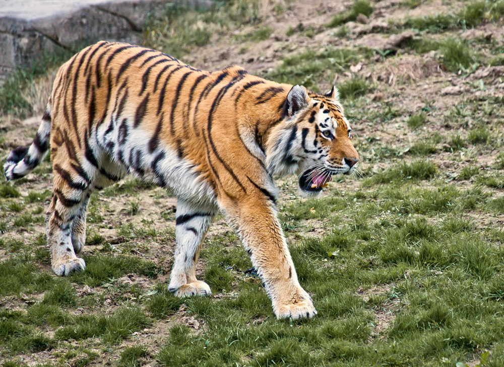 Tiger im Wuppertaler Zoo