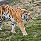 Tiger im Wuppertaler Zoo