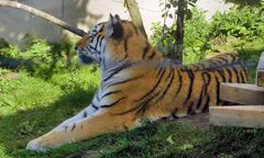 Tiger im Wuppertaler Zoo