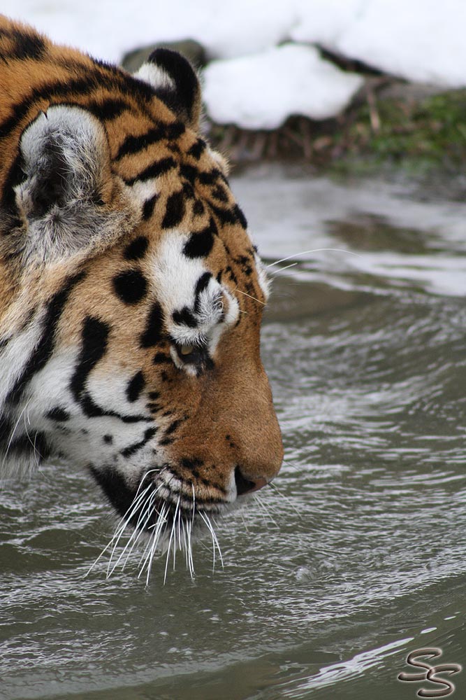 Tiger im Wuppertaler Zoo