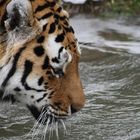 Tiger im Wuppertaler Zoo