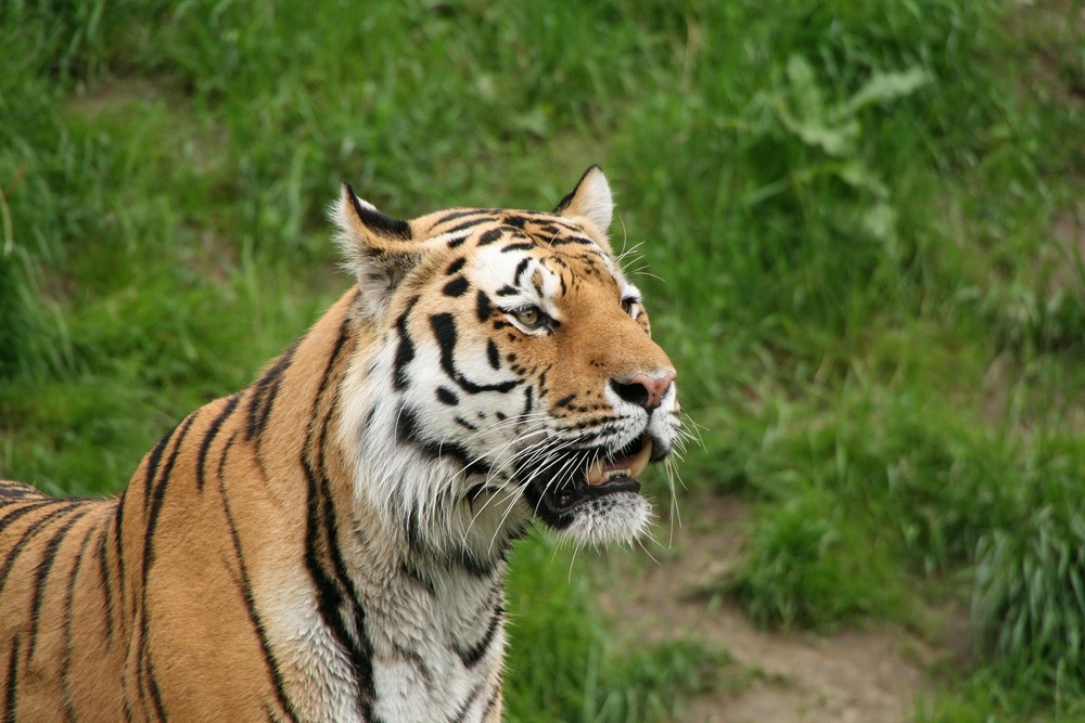 Tiger im Wuppertaler Zoo