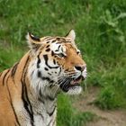Tiger im Wuppertaler Zoo