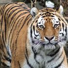 Tiger im Wuppertaler Zoo - II