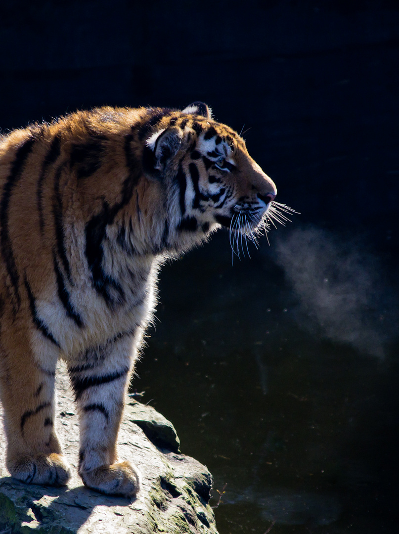 Tiger im Zoo