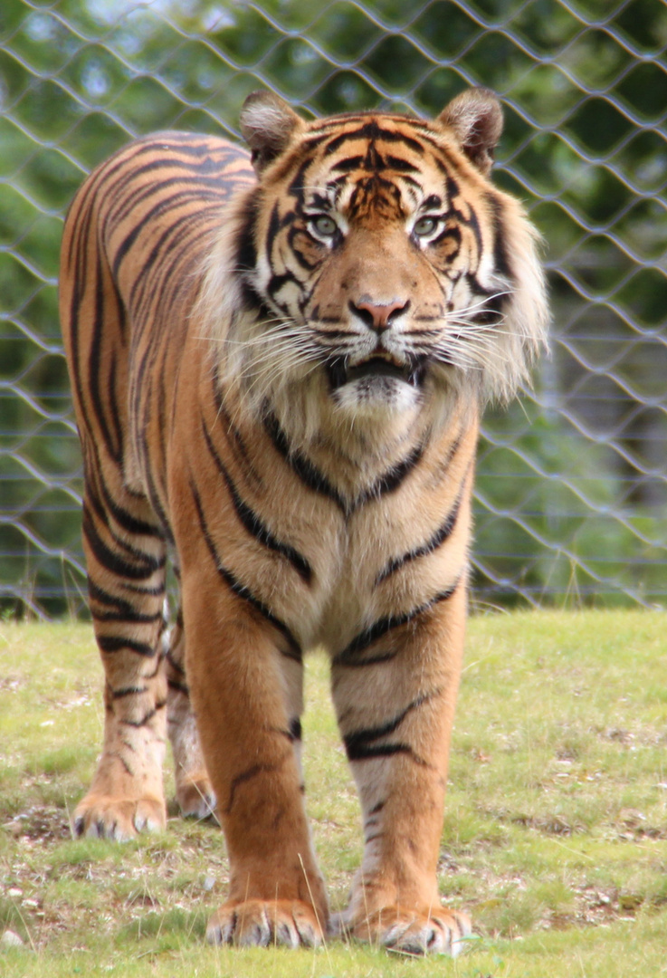 Tiger im Zoo