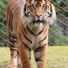 Tiger im Zoo