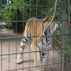 Tiger im Zoo