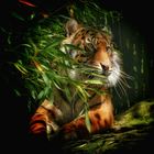 Tiger im Zoo 3