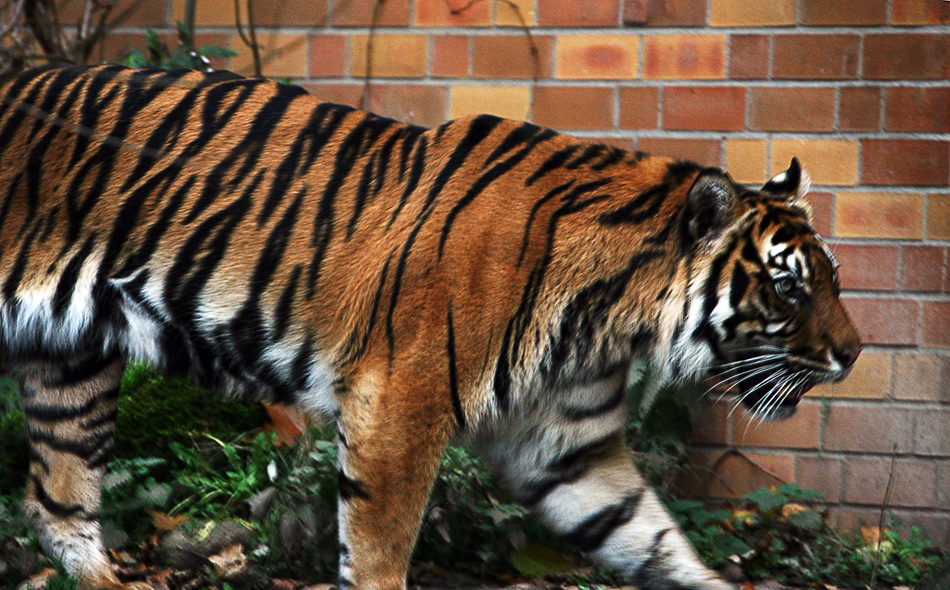 Tiger im Zoo