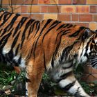 Tiger im Zoo