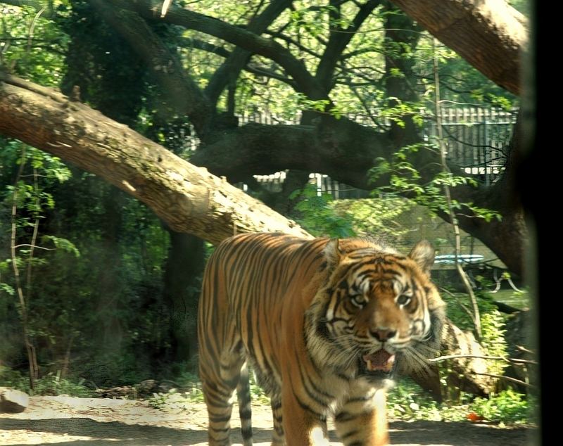 Tiger im Zoo