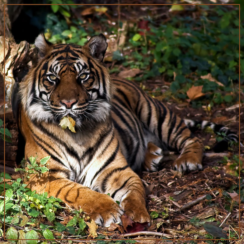 Tiger im Zoo