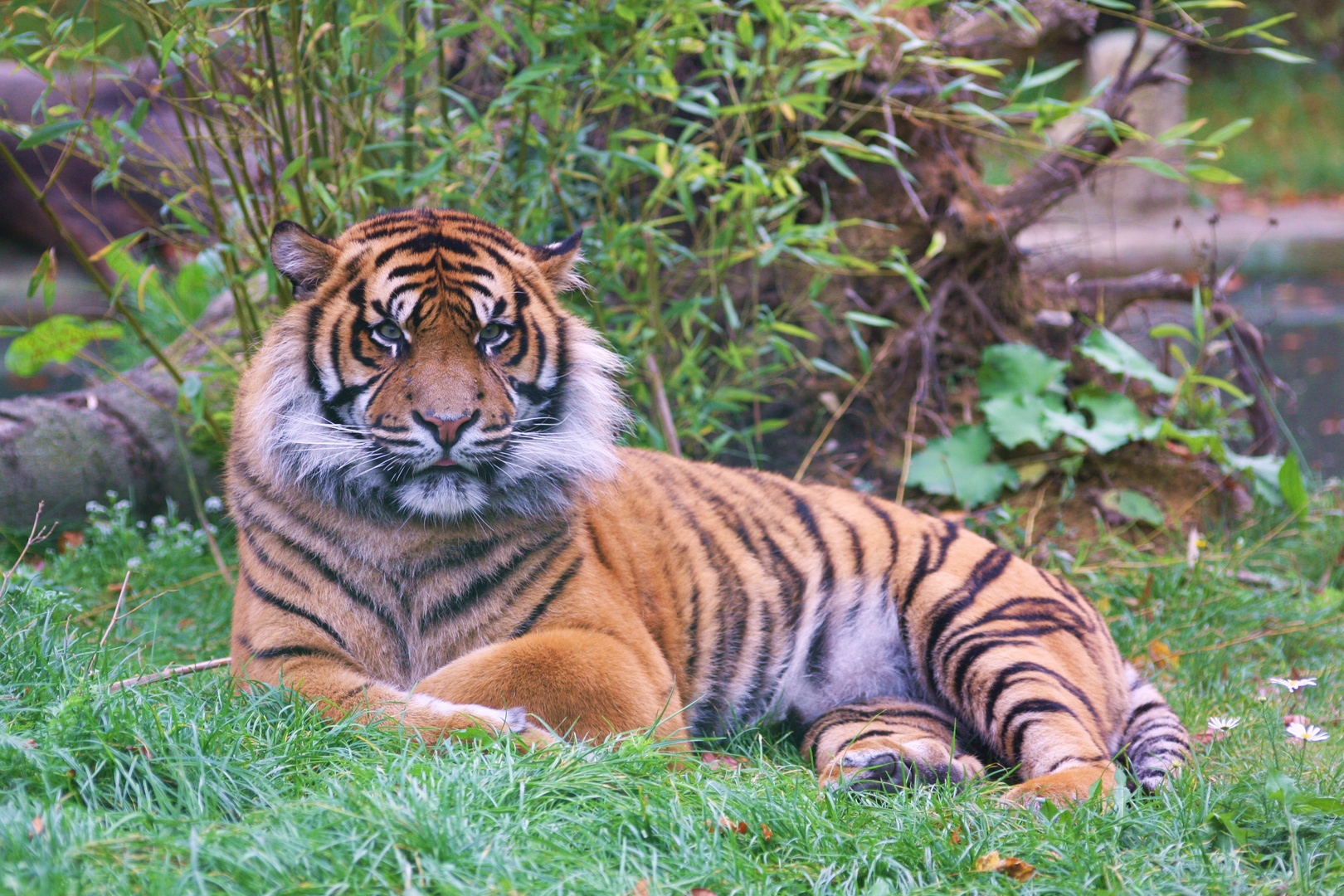 Tiger im Zoo