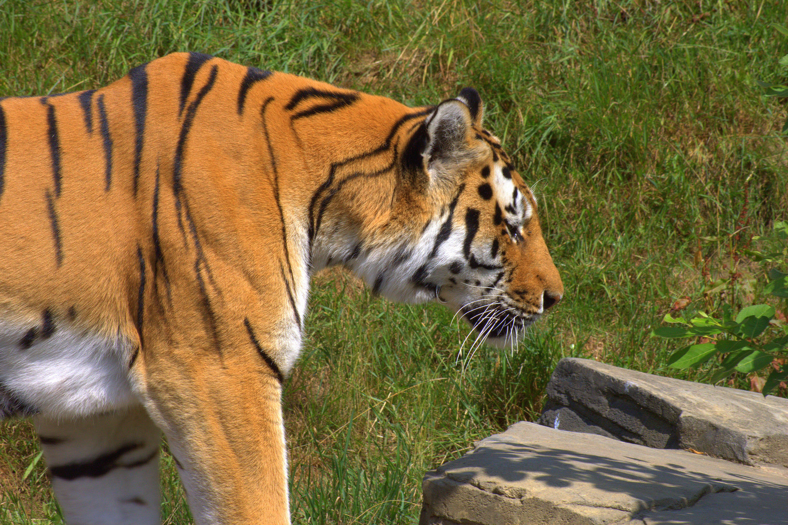 Tiger im Zoo